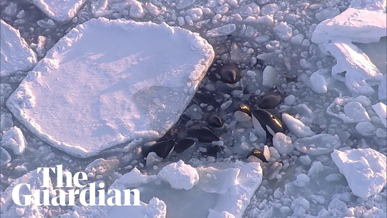 Pod of orcas trapped in drift ice off Japanese coast