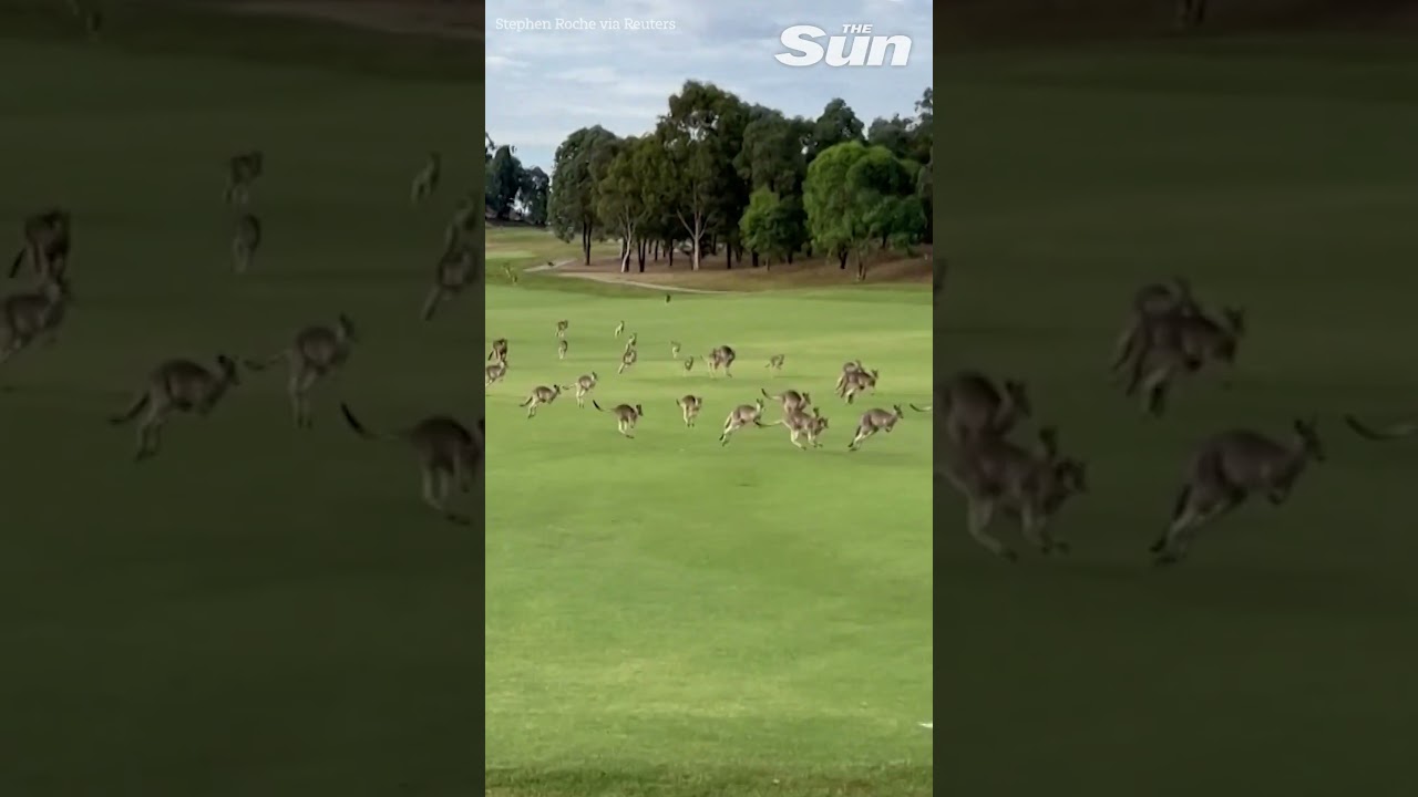 Stampede of kangaroos ambushes Australian golf course #shorts