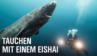 Geister der Arktis – Das Geheimnis der Eishaie | NDR Doku