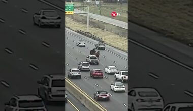 Moment escaped police horses gallop down Ohio highway #shorts