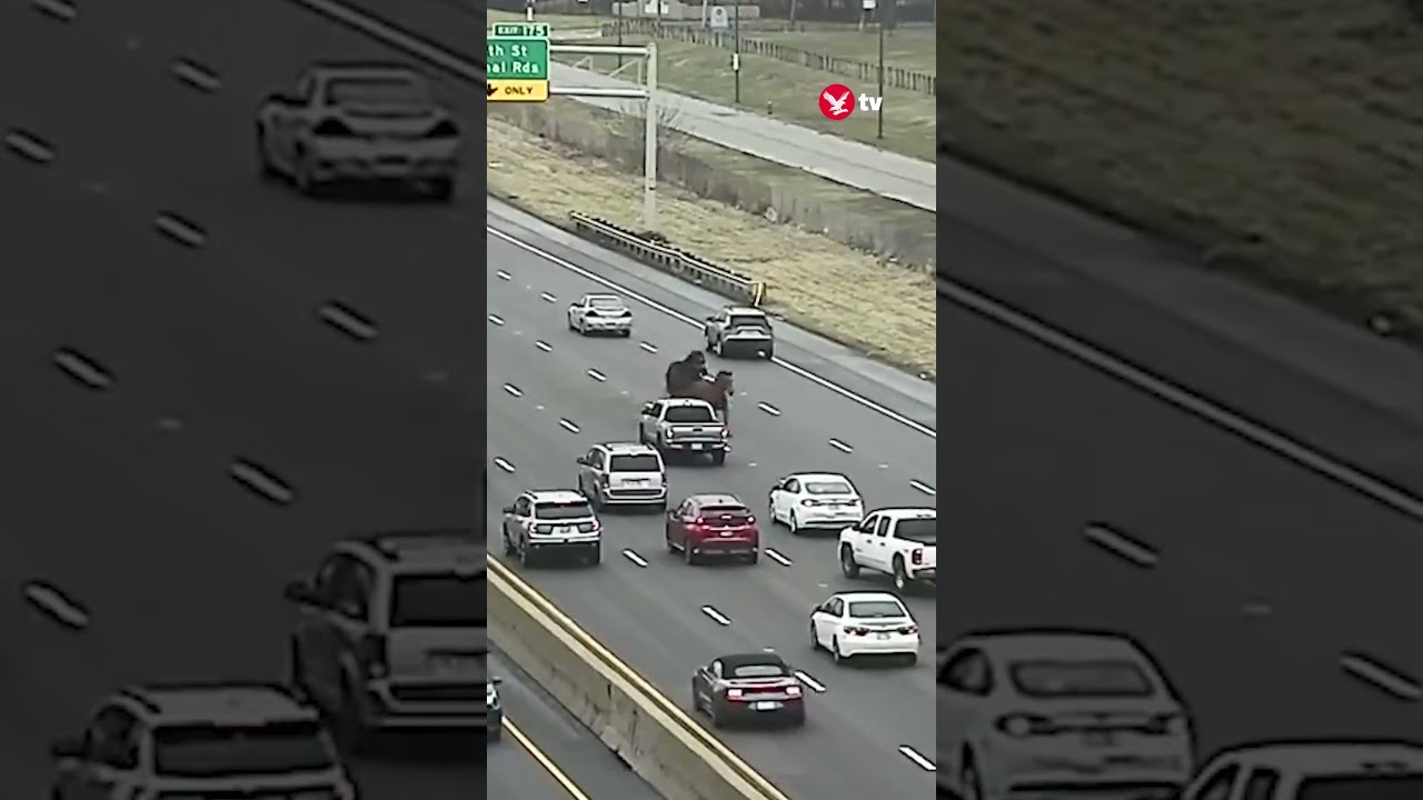 Moment escaped police horses gallop down Ohio highway #shorts