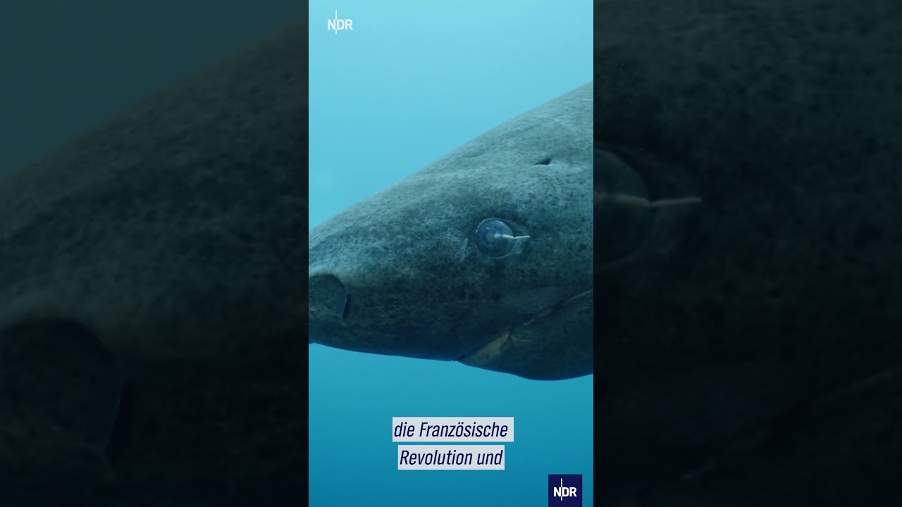 Mysterium Eishai: Das älteste Wirbeltier der Welt? #ndrdoku #eishai #shorts