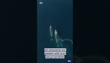 Was ist das "Horn" des Narwals? #ndr #ndrdoku #arktis