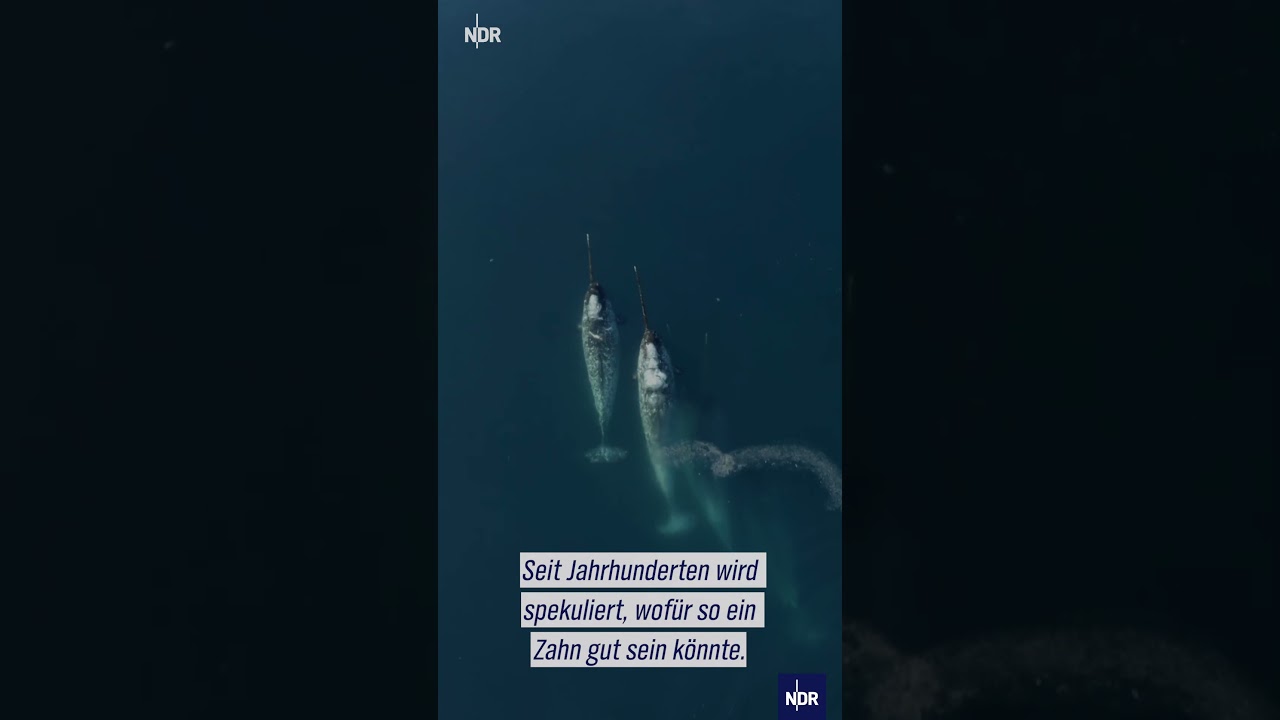 Was ist das "Horn" des Narwals? #ndr #ndrdoku #arktis