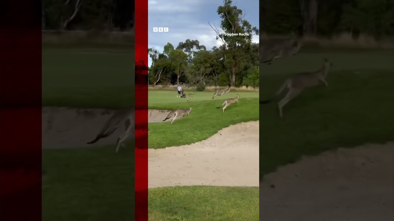 "It's a fair dinkum stampede."