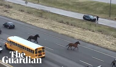 Escaped police horses make getaway down longest highway in the US