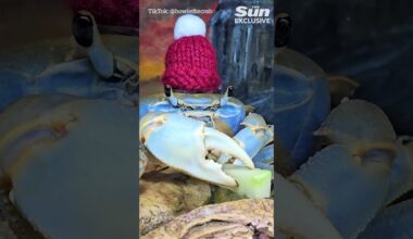 My pet crab knows sign language and loves going on walks with me and my cat #thesun