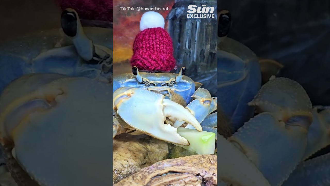 My pet crab knows sign language and loves going on walks with me and my cat #thesun