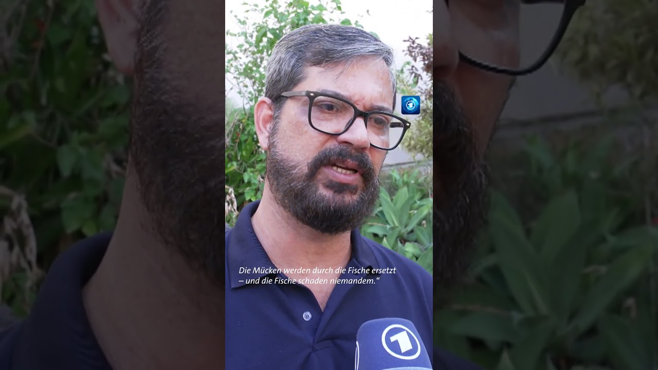 Brasilien bekämpft Dengue-Fieber mit Fischen #brasilien #dengue #shorts #tagesschau