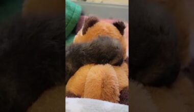 VERKLEIDUNG MIT ZWECK: Warum Tierpfleger zu Füchsen werden #shorts