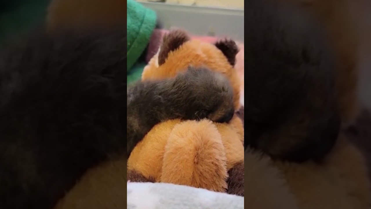 VERKLEIDUNG MIT ZWECK: Warum Tierpfleger zu Füchsen werden #shorts