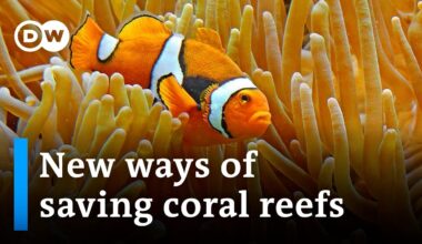 How underwater sound could reverse the bleaching of coral reefs | DW News