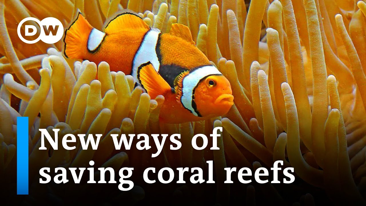 How underwater sound could reverse the bleaching of coral reefs | DW News