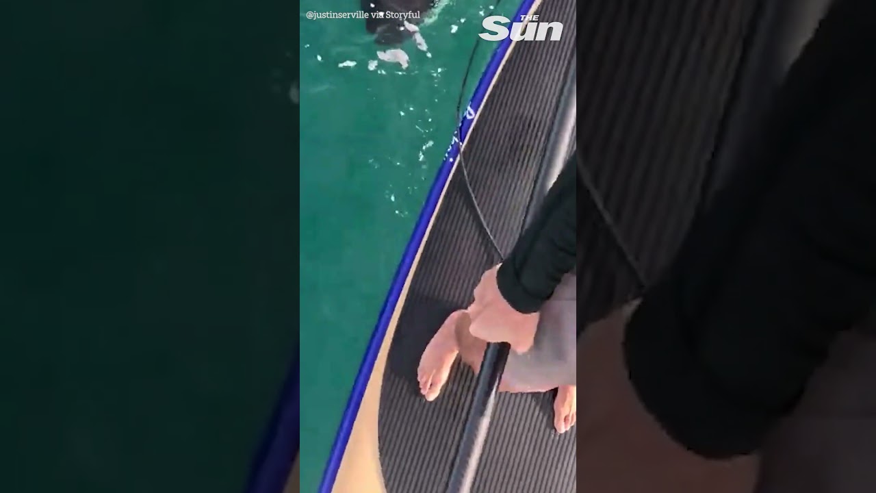 Incredible moment paddleboarder has close encounter with two inquisitive orcas