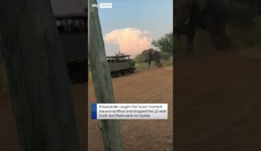 Elephant lifts tourist truck at safari