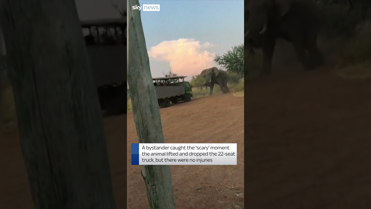 Elephant lifts tourist truck at safari
