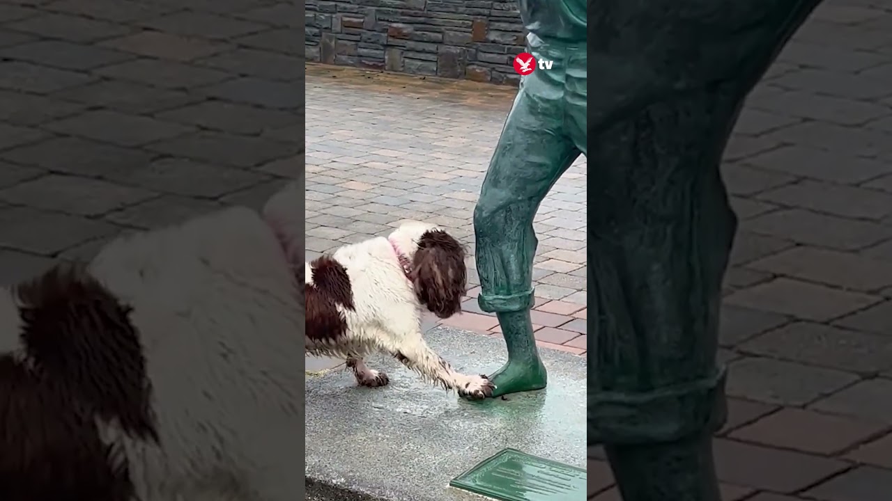 Spaniel tries to play with statue #lifestyle #shorts