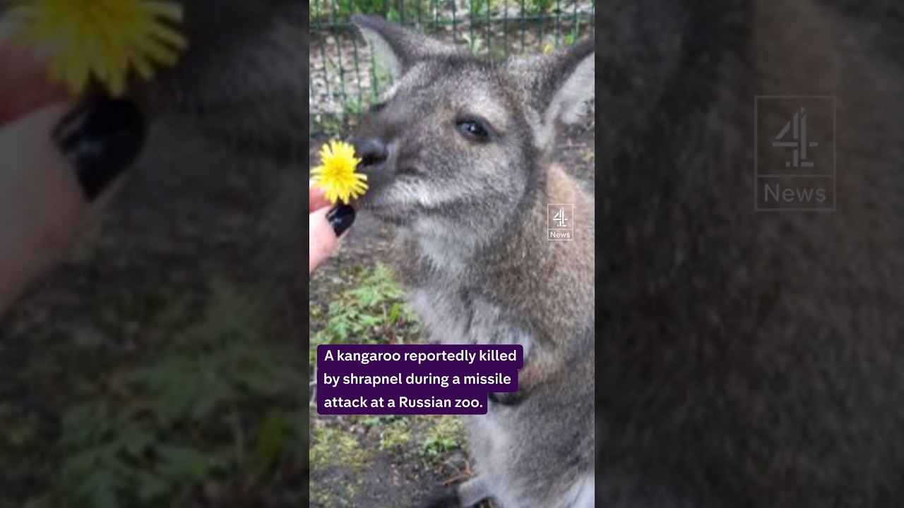 Kangaroo killed in missile attack on Russian zoo