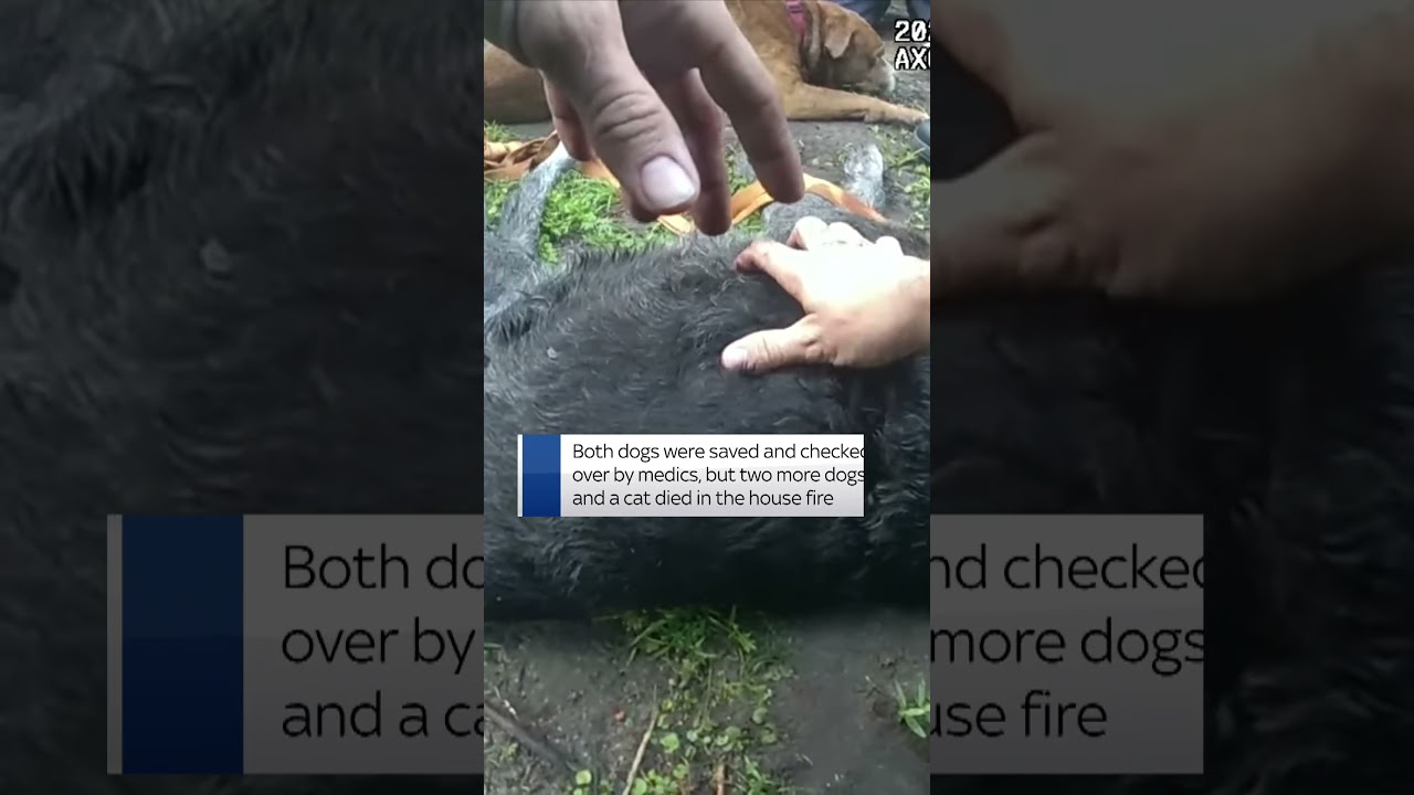 Firefighters rescued and gave CPR to two unresponsive dogs who were trapped in burning Florida house