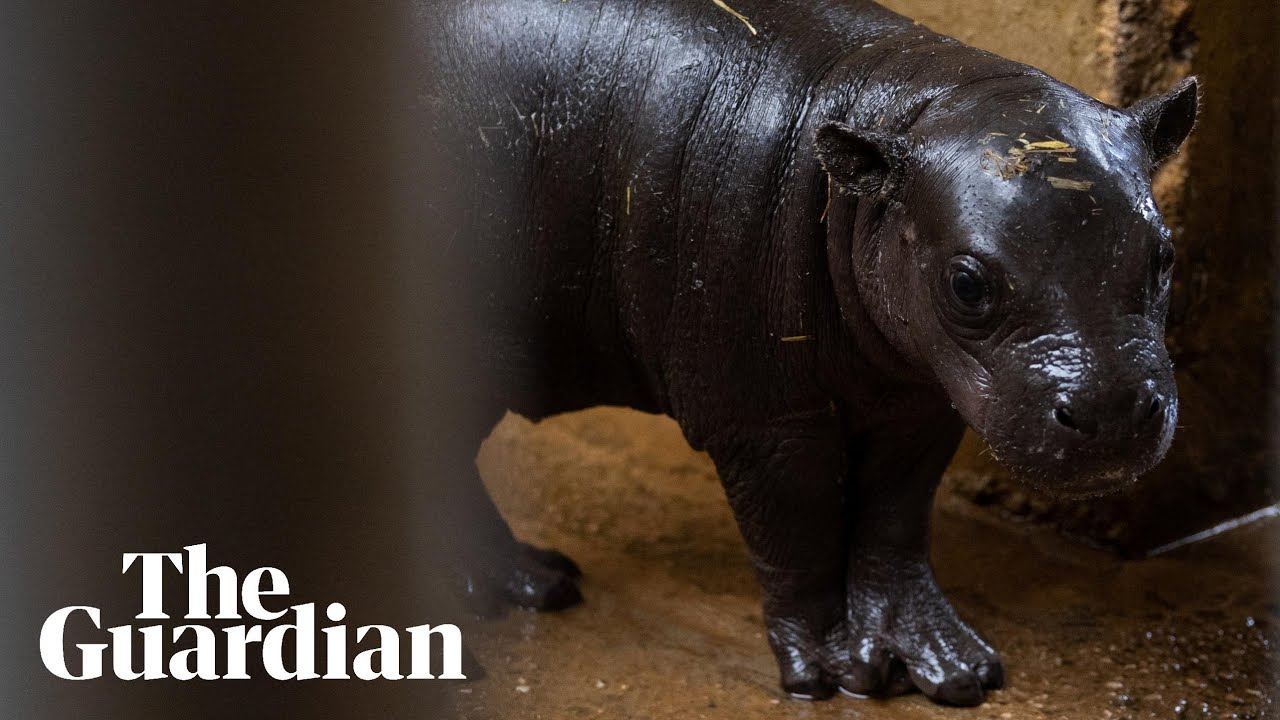 Endangered pygmy hippo born at Athens zoo