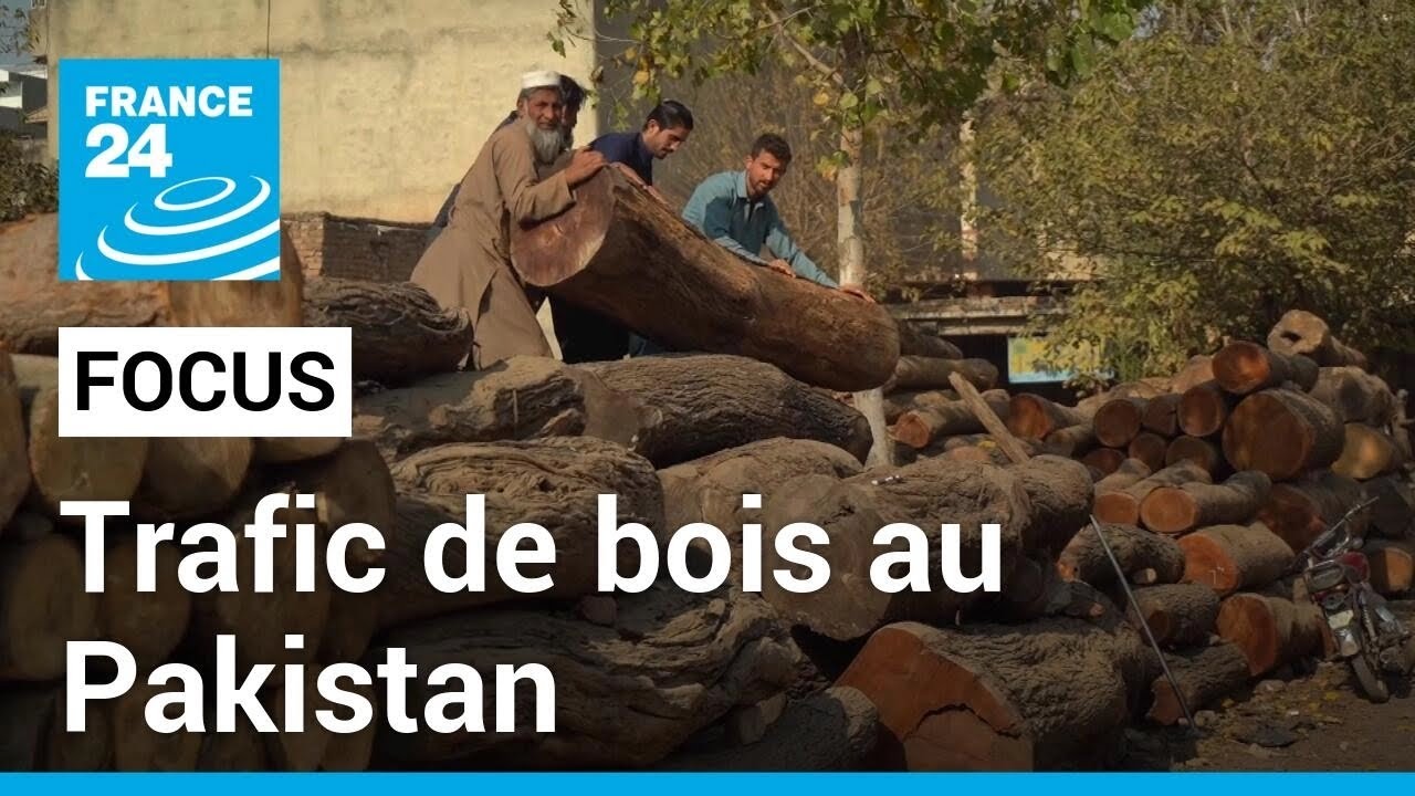 Pakistan : les autorités impuissantes face aux trafiquants de bois • FRANCE 24