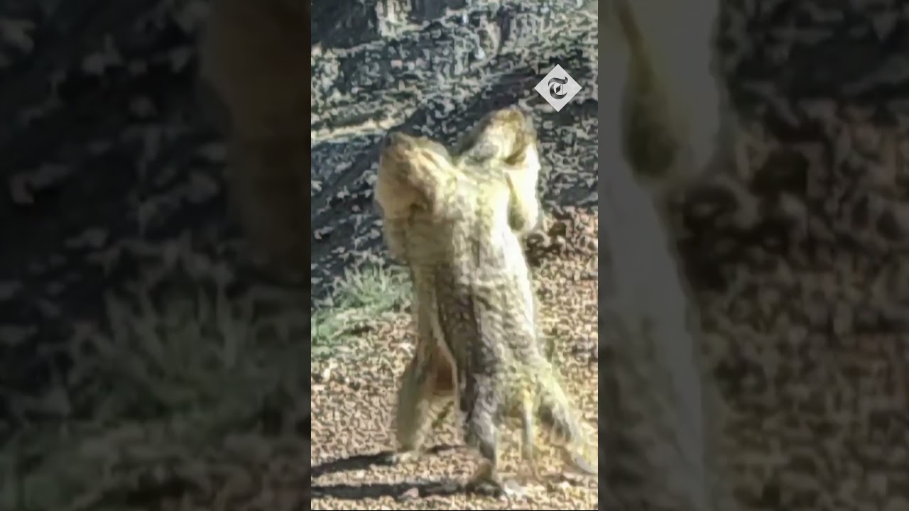 Bobak marmots playfully fight in China