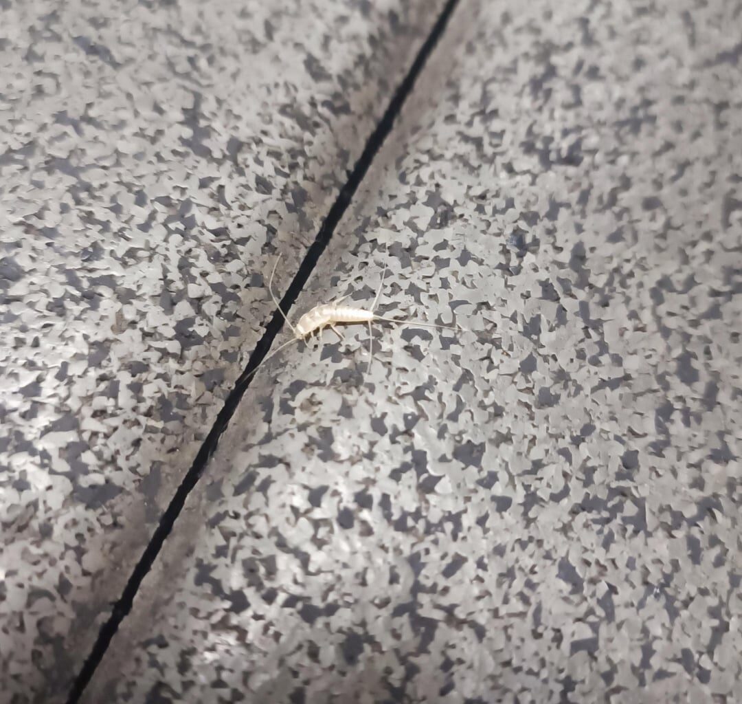 Kes elab siin myFitness Rävalas? Musta hallitusega dušširuumis olen juba harjunud... 🙄