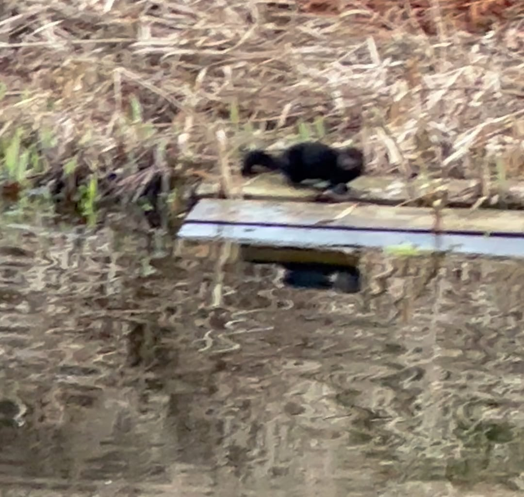 Is this a wild ferret? Never seen before in Scotland