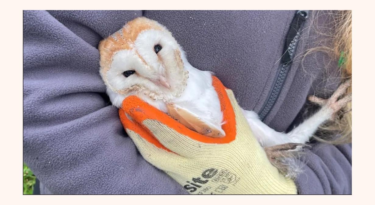 Gehuinely Thought This Was An Owl Wearing A Sash