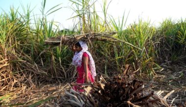 Inde : l'industrie sucrière maltraite des milliers de femmes via la dette, mariages forcés et hystérectomies