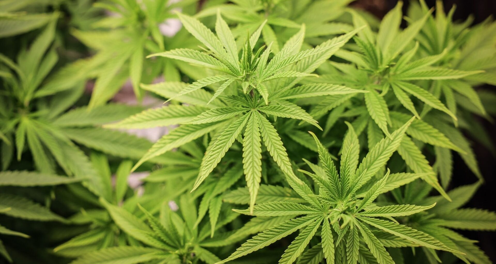 Gerlach: Klagen gegen Cannabis-Legalisierung wohl unmöglich - Baden-Württemberg