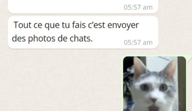 Un mème comme celui-ci en anglais m’a inspiré à en faire un en français parce que j’aime les chats.