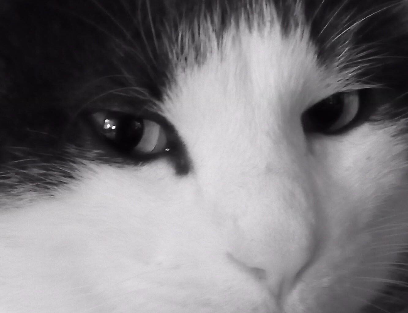 SVP faites de cette photo de mon chat un meme