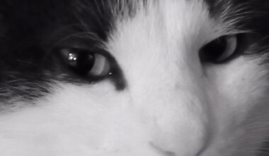 SVP faites de cette photo de mon chat un meme