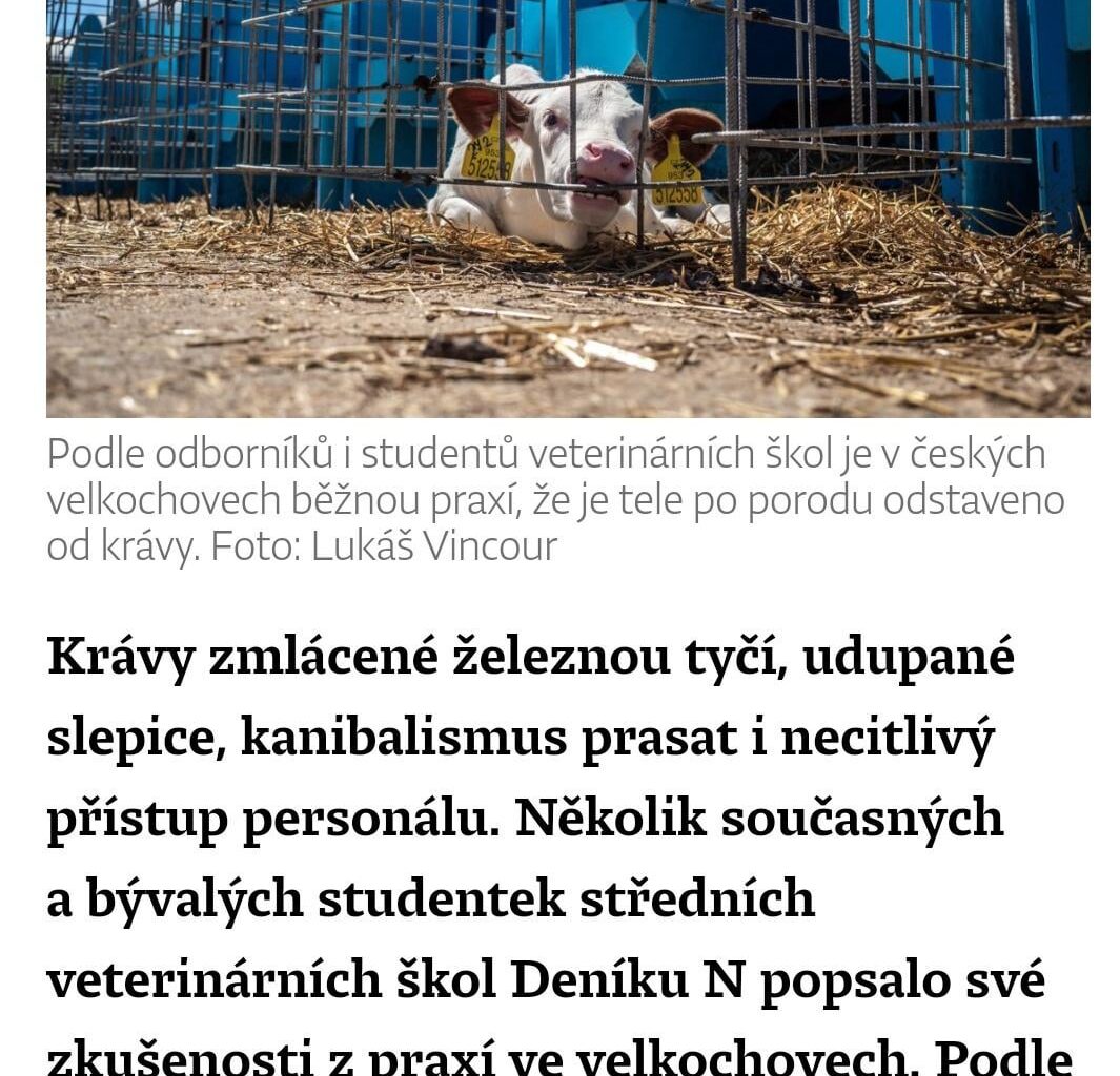 Třískněte ji tyčí, ta kráva to potřebuje.“ Studentky popsaly zkušenosti z velkochovů (DeníkN) - takhle se produkují živočišný produkty, které jíte
