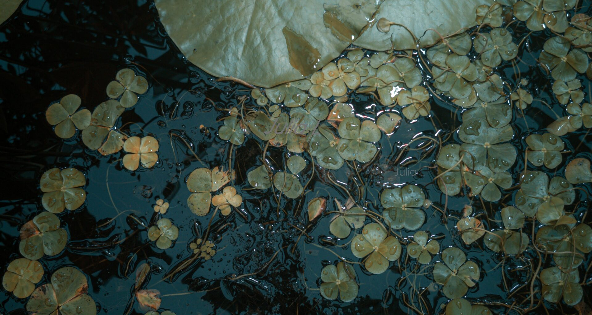 Just a picture I took at the kaisaniemi botanic garden