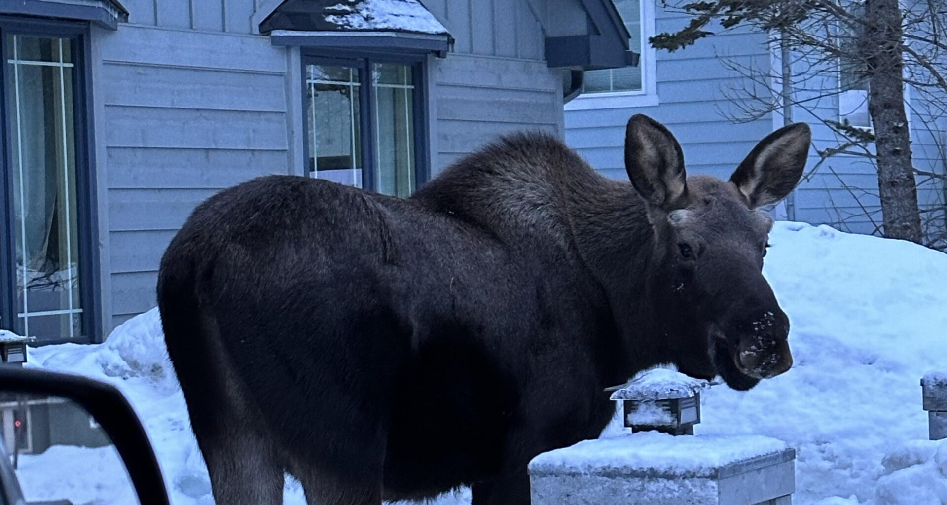 Lots of moose/elk wandering around?