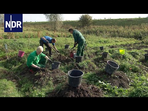 Die Tüftler vom Deich | Die Nordreportage | NDR