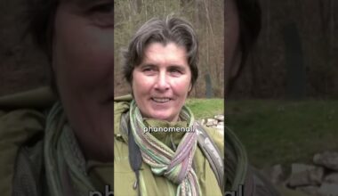BESONDERES NATURSPEKTAKEL: Warum dieser See im Algäu lila leuchtet  WELT #shorts