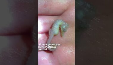 MYSTERIÖSE SICHTUNG: Wissenschaftler rätseln über seltene Seepferdchen in der Nordsee | WELT #shorts