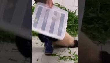 SÜDKOREA: Zahlreiche Tränen fließen beim Abschied von Panda Fu Bao | WELT #shorts