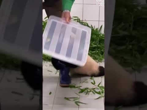 SÜDKOREA: Zahlreiche Tränen fließen beim Abschied von Panda Fu Bao | WELT #shorts