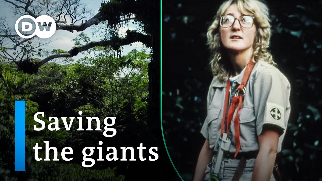 How old-growth forests protect our climate | DW Documentary
