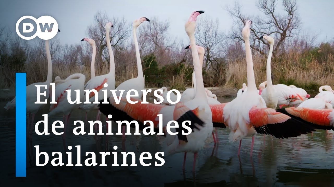 Cómo el movimiento cambia el cerebro | DW Documental
