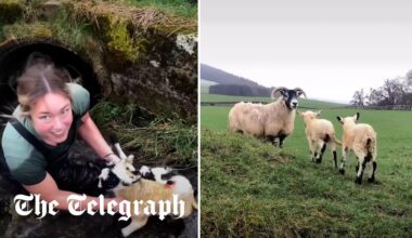 Heroic shepherdess rescues lambs stuck in water pipe