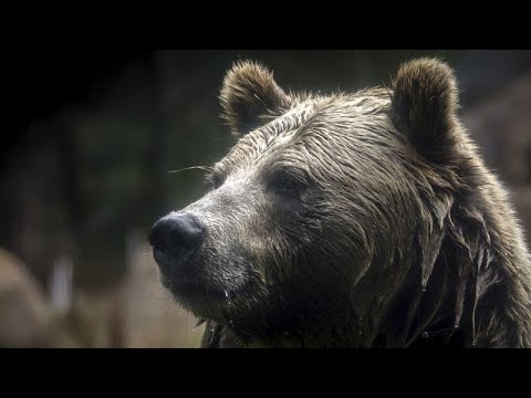 No comment : deux ours survivent à l'incendie tragique d'un zoo en Crimée