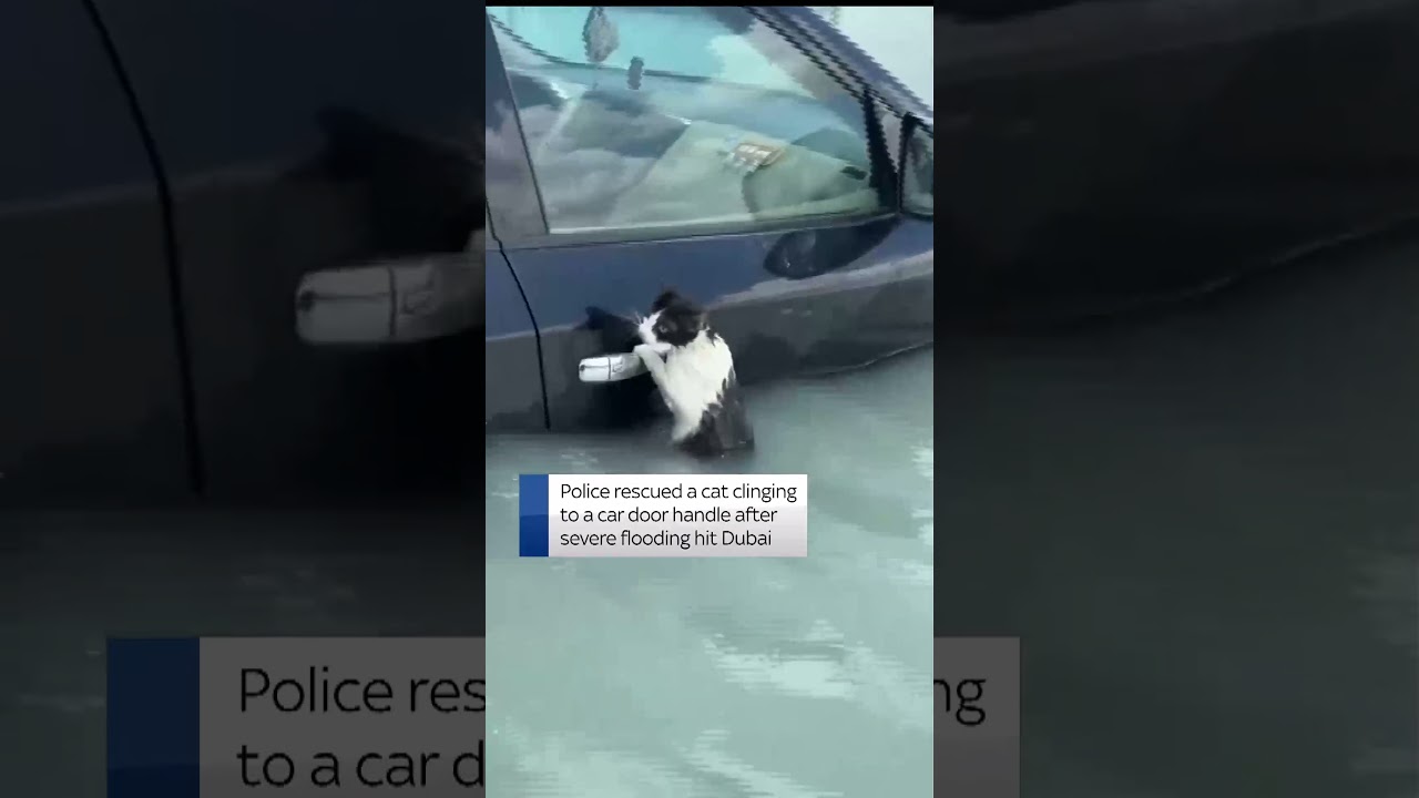 Cat rescued in Dubai flooding