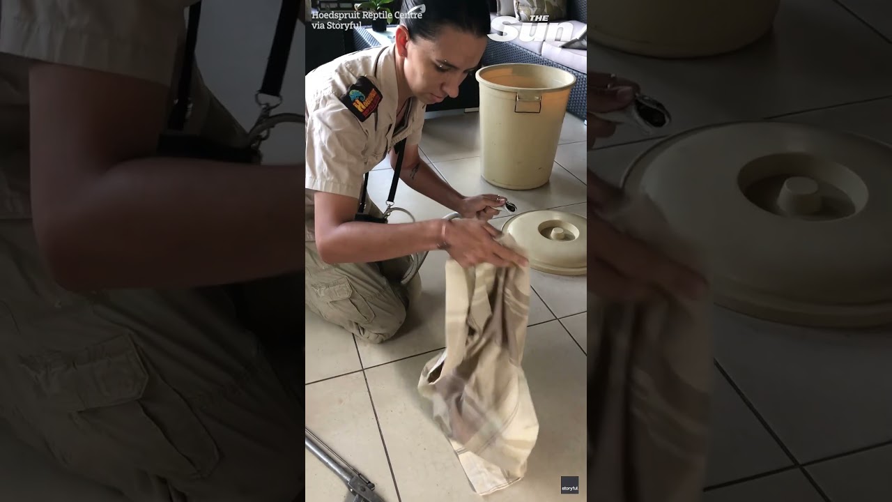 'Insanely' brave moment snake catcher removes deadly black mamba from home 🐍