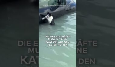 DUBAI: Dramatische Bilder! Kleine Katze klammert sich an Auto-Türgriff – Rettung naht | WELT #shorts