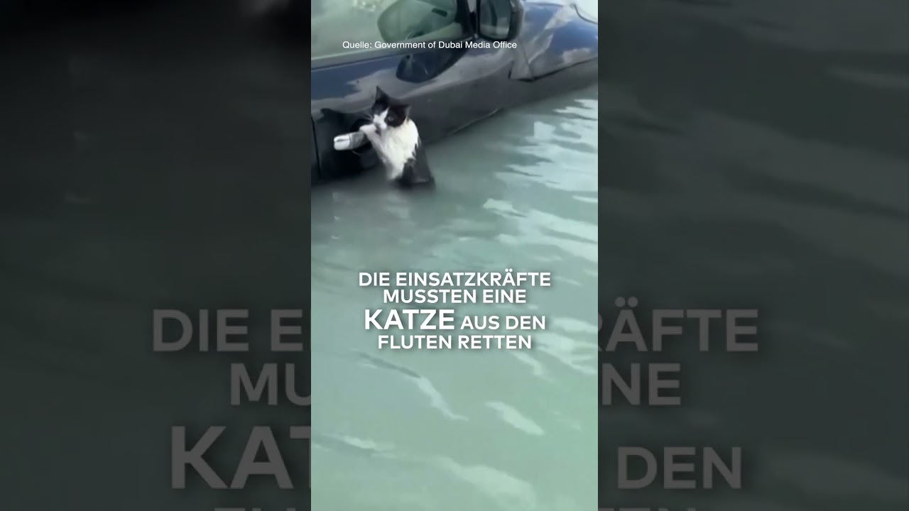 DUBAI: Dramatische Bilder! Kleine Katze klammert sich an Auto-Türgriff – Rettung naht | WELT #shorts